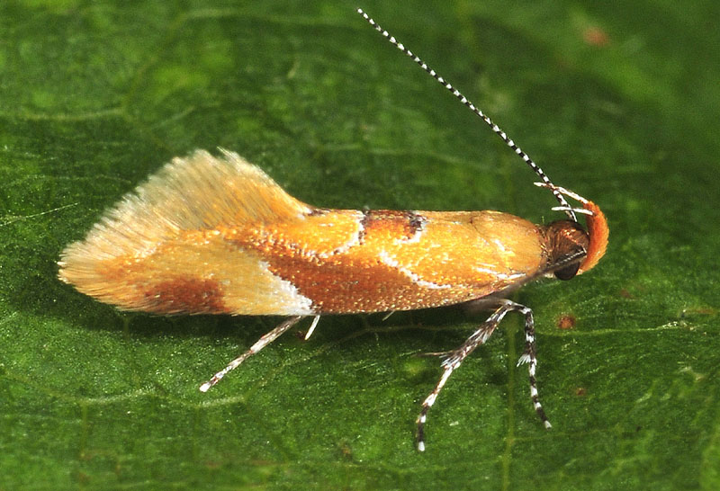 3 Oecophoridae - Epicallima formosella